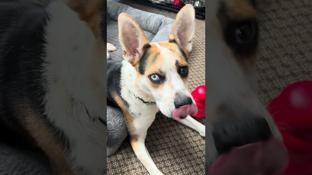 Norman-Foster, a Adoptable Mixed Breed in Grand Rapids, MI video 6/6