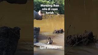 Download lagu ikan nila rawa air keruh mancing umpan lumut dapat babon mp3 Download lagu ikan nila rawa air keruh mancing umpan lumut dapat babon mp3