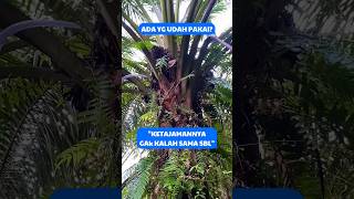 Download lagu 👉Dicari Banyak Pemanen! Egrek ini Murah Tapi Ketajamannya Sadis #viralshorts mp3