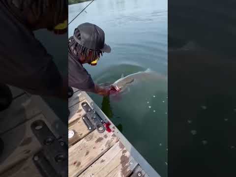 Monster Fish Catch 😱 Biggest River Giant EverCrazy Fishing
