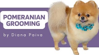 POMERANIAN GROOMING TUTORIAL - How to groom a Pomeranian Step by Step