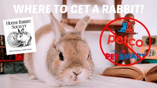 WHERE TO GET A RABBIT? | Pet store or Rescue?