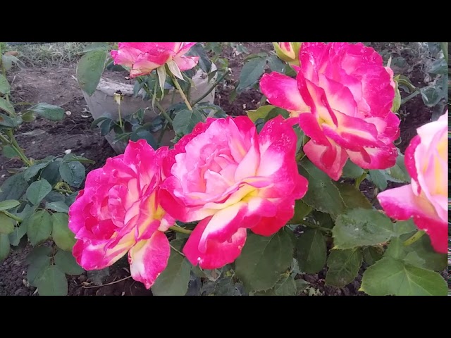 Дабл Дилайт второе цветение чайно-гибридной розы