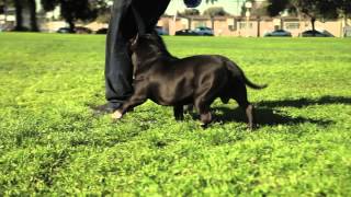 AMERICAN BULLY - RYU (RUNNING)