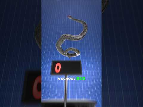 The Largest Snake Of All TIME - TITANOBOA🐍🤯