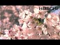 Японская сакура и Храм Кумано - Hitachi 