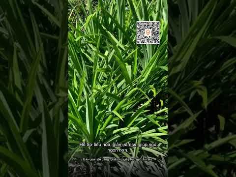 Lá Dứa Thơm Tươi - 1kg Giá Rẻ 14.000đ - Mua Lá Dứa Chất Lượng Tốt