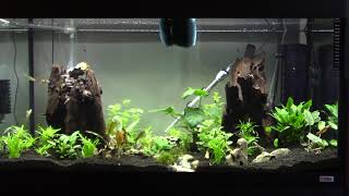 Download lagu Fluval Roma 200 led update, now with swimmy things! mp3 Download lagu Fluval Roma 200 led update, now with swimmy things! mp3