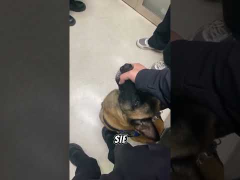 Der Polizist rettete sie – ohne dass sie es wusste 🐕‍🦺😱 #shorts