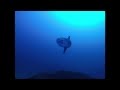 Mola Mola at 'Le Traffic' [GoPro HD], European Diving School, Saint Tropez (Südfrankreich), Frankreich