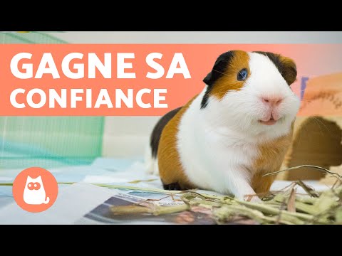 How to TAME a GUINEA PIG 🐹 4 tips and tricks