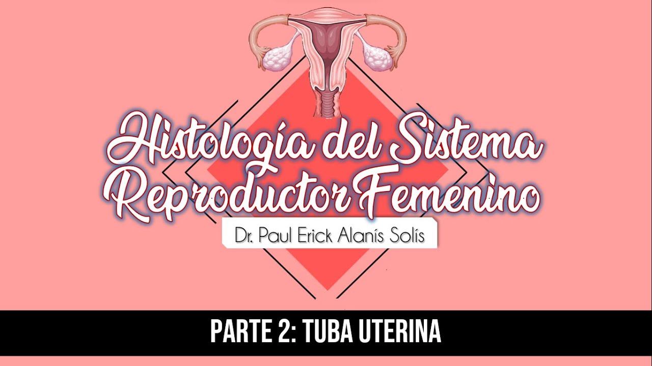 Histología del Sistema Reproductor Femenino 2 - Tuba uterina