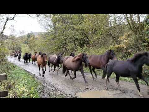 Dzień Koniarza w Beskidzie Niskim 2025