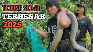 Download lagu REKOR TERBARU 🔴TEDUNG SELAR TERBESAR 2025 mp3