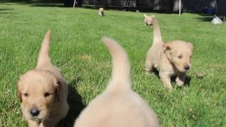 Lady/Ike 2016 - 4 Weeks Old