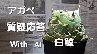 アガベ 雑談 質問に答えてみる with AI 白鯨 note記事　ラジオ　Podcast