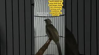 Download lagu ropelan trucuk muda hutan,gacor ropel pas buat pancingan trucukan bahan. #hobiburung #trucukangacor mp3 Download lagu ropelan trucuk muda hutan,gacor ropel pas buat pancingan trucukan bahan. #hobiburung #trucukangacor mp3