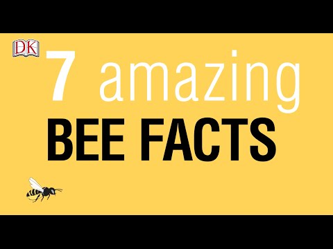 download lagu mp3 mp4 Random Bee Facts, download lagu Random Bee Facts gratis, unduh video klip Random Bee Facts