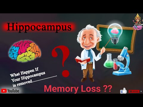 What Happened when you remove the hippocampus ? Effect on Memory of Hippocampus.