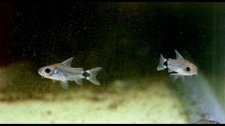 Corydoras hastatus, Tail Spot Cory- Species Spotlight