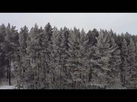 Conifers Stock Video