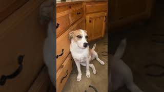 Video preview image #1 Beagle-Unknown Mix Puppy For Sale in Fort Worth, TX, USA