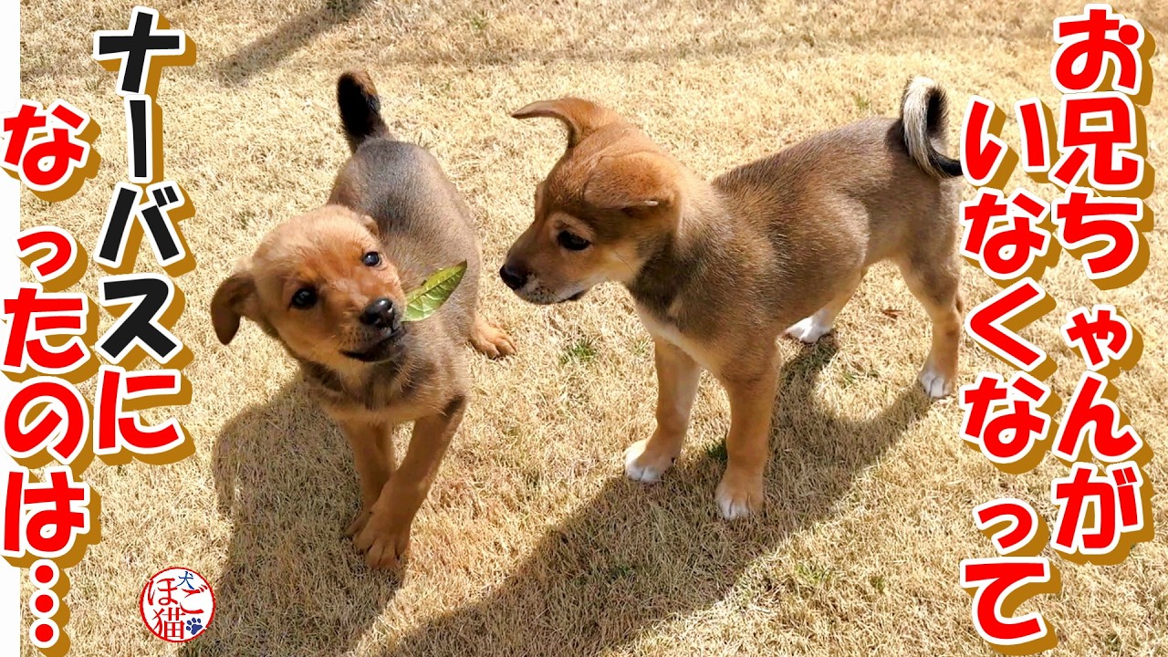 【保護犬  子犬】とろろ君がいなくなって不安な子がいます＋おまけコーナー