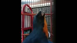 Download lagu TLEDEKAN GUNUNG GACOR NGOBRA #shorts mp3 Download lagu TLEDEKAN GUNUNG GACOR NGOBRA #shorts mp3