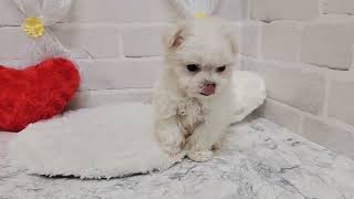 ハーフ犬の動画02