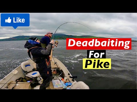 How to Catch Pike with Deadbaits - Bottom Bouncing - Pop Up Drifting method