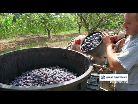 Složno, uspešno! ep. 179 22.08.2023. Poljoprivredno gazdinstvo Nešovića iz naselja Međuhana, šljive
