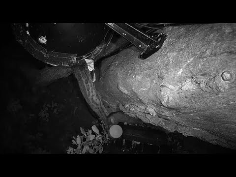 Djuma: (SLOW MODE) What do you think Genet catches from under the light? - 23:05 - 10/24/20