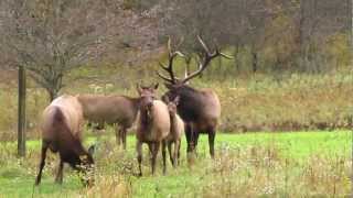 preview picture of video 'Hicks Run Elk Viewing, Pennsylvania'