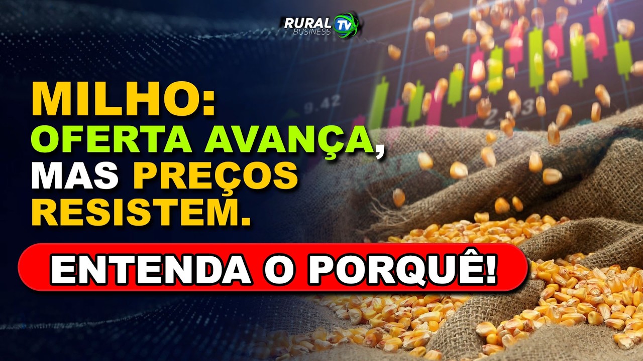 MILHO: OFERTA AVANÇA, MAS PREÇOS RESISTEM. ENTENDA O PORQUÊ!