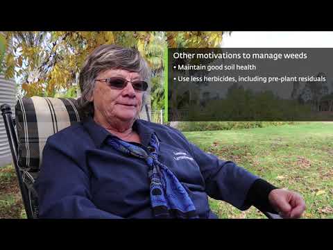 Integrated Weed Management case study: The Loose Leaf Lettuce Company