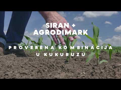 Siran + Agrodimark - šampioni u polju kukuruza