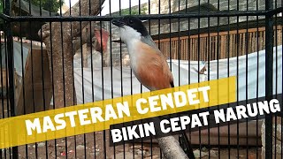 Download lagu CENDET STRESS Pun Akan NYAUT Apalagi MASTERAN CENDET PASTI BAKAL NARUNG mp3