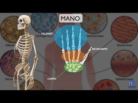 Apparato locomotore - ossa e muscoli