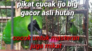 Download lagu suara asli pikat cucak ijo big gacor memanggil yg liar cocok untuk masteran burung bahan juga mikat mp3 Download lagu suara asli pikat cucak ijo big gacor memanggil yg liar cocok untuk masteran burung bahan juga mikat mp3