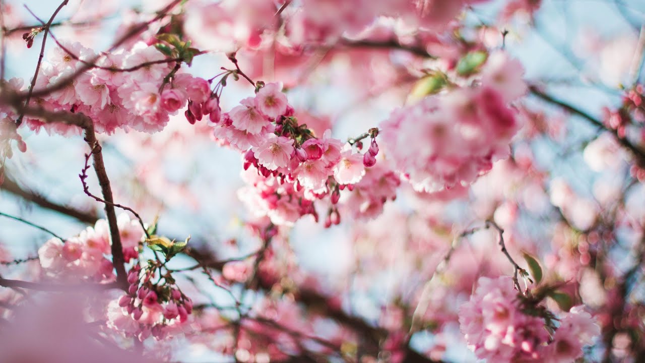 Higienize o seu ambiente com Músicas Espíritas!