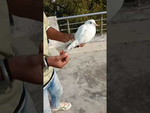 How clever is this pigeon????????️???? #pigeon #shortfeed #youtubeshorts #vairalvideo ????❤️????️????????