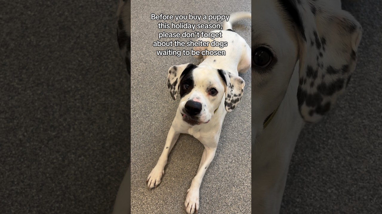 Enlarge Mia, a Adoptable mixed breed in Huntley, IL video 6/6