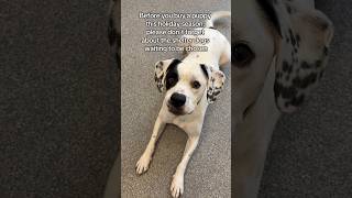 Video preview image #1 Boxer-Pointer Mix Puppy For Sale in Huntley, IL, USA
