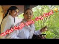 අපි උඩ ගිහින් ඉන්නෙ! #anjalirajkumar #srilanka #youtube #anuradhapura #vlog