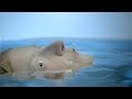 iamamiwhoami; BLUE (audiovisual film) trailer ...