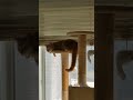 Cream Tabby Cat Playful Tail Shorts
