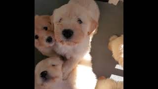 Sapsali Puppies Videos