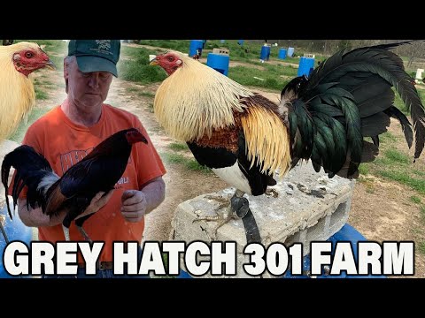 301 FARM - Beautiful Birds Grey Kelso Hatch McLean Albany | Farm Visit
