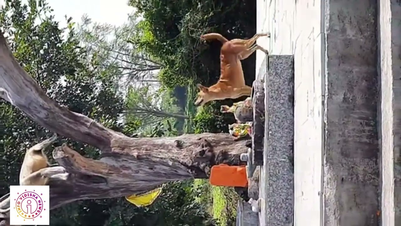 VIRAL VIDEO ~ बंदर ने चिढ़ाया कुत्ते को गुस्सा आया , बंदर के साथ कुत्ते की मस्ती का वीडियो देखिए....
