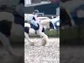 My Sweet Boy Xxx Horses Fun